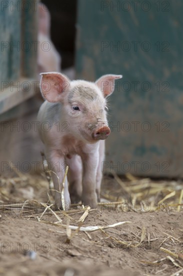 Domestic pig (Sus scrofa domesticus) juvenile baby piglet farm animal in a field outside of a