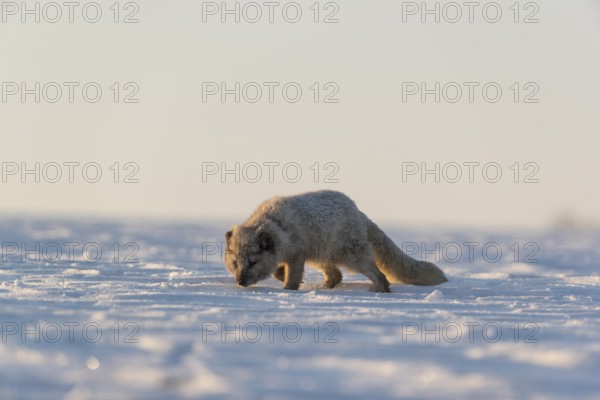 One arctic fox (Vulpes lagopus), (white fox, polar fox, or snow fox) running over a snow covered