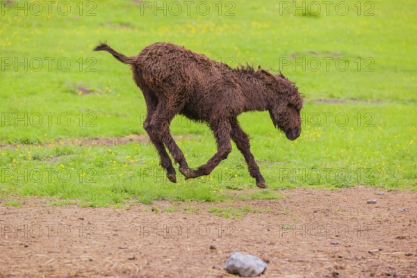 A mixed breed donkey foal runs across a green meadow