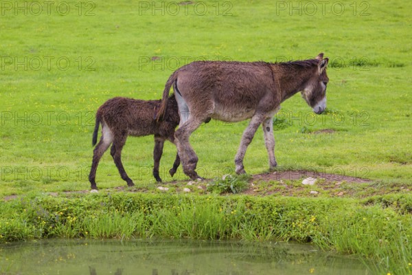 A mixed breed donkey foal and mare walk across a green meadow along a small pond