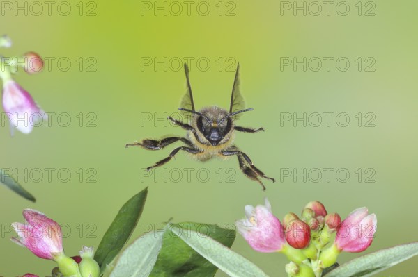 European honey bee (Apis mellifera) bee in flight, between the flowers of the common snowberry