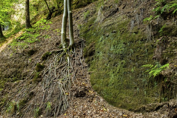 Exposed roots of a tree in the Drachenschlucht, a gorge and geological natural monument and nature