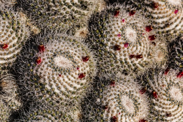2016, Guatiza, Lanzarote, Jardin de Cactus by Cesar Manrique, ESP, Spain, Canary Islands, Canary
