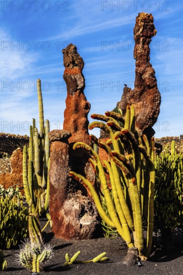 2016, Guatiza, Lanzarote, Jardin de Cactus by Cesar Manrique, ESP, Spain, Canary Islands, Canary