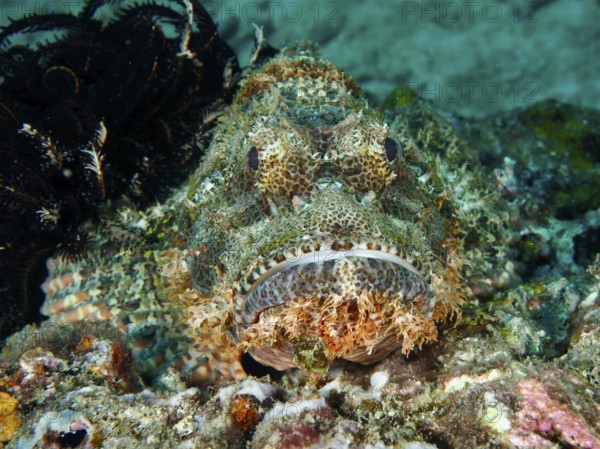 A camouflaged Papuan scorpionfish (Scorpaenopsis papuensis) lying on the seabed, dive site Twin