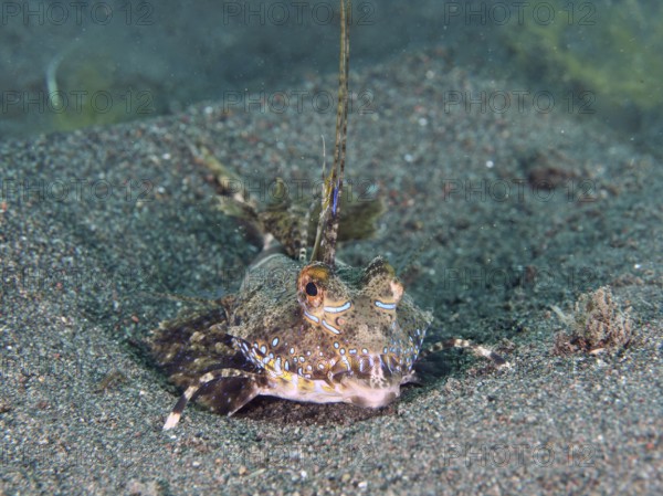 A well camouflaged finger lyrefish, giant lyrefish (Dactylopus dactylopus) lies on a sandy seabed