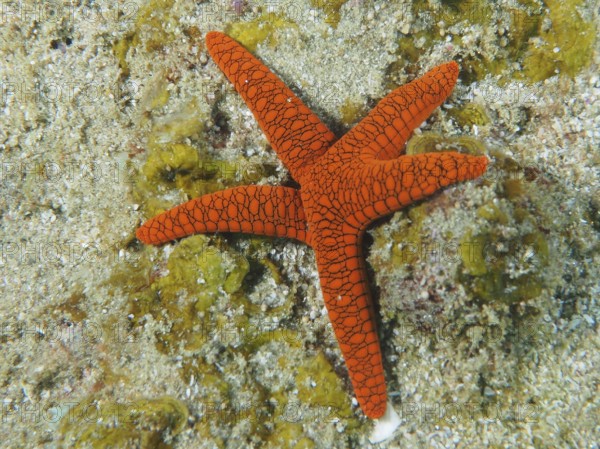 Bright orange-coloured starfish, Indian starfish (Fromia indica), on sandy sea surface, dive site