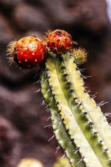 2016, Guatiza, Lanzarote, Jardin de Cactus by Cesar Manrique, ESP, Spain, Canary Islands, Canary
