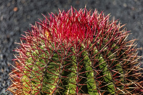2016, Raimund Franken, Model Release:Not, Property Release: Not Guatiza, Lanzarote, Jardin de