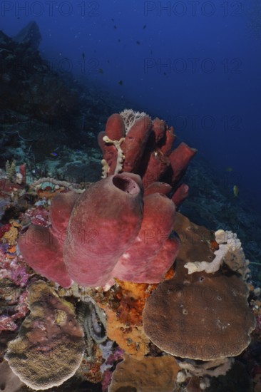 Large Brown tube sponge (Porifera) in a colourful underwater world, dive site SD, Nusa Ceningan,