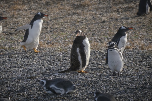 Ushuaia, Tierra del Fuego, Argentina, Gentoo penguins and Magellanic penguins on Isla Martillo in