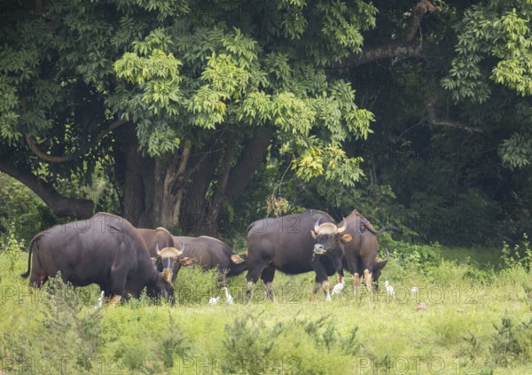 Gaur (Bos gaurus), Khiri Khan, Hua Hin, Kui Buri National Park, Thailand, Asia
