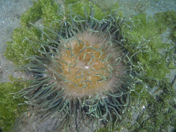 A sea anemone with green tentacles, corkscrew anemone (Macrodactyla doreensis), on a sandy bottom,