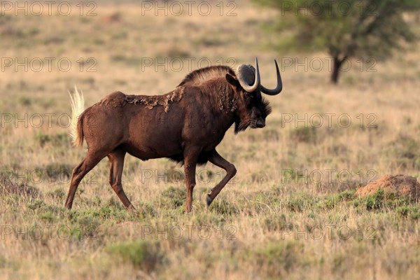 White-tailed wildebeest (Connochaetes gnou), adult, running, Mountain Zebra National Park, Eastern