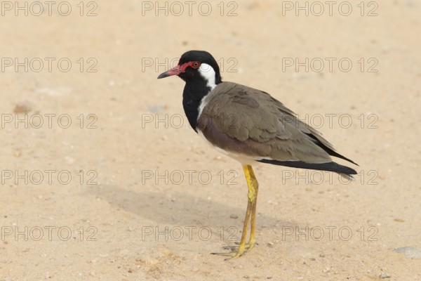 Red lapwing (Vanellus indicus) in the sand in Yala Natioal Park, Southern Province, Sri Lanka, Asia