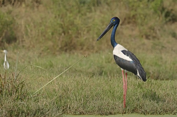 Black-necked stork (Ephippiorhynchus asiaticus), female, Keoladeo Ghana National Park, Rajasthan,