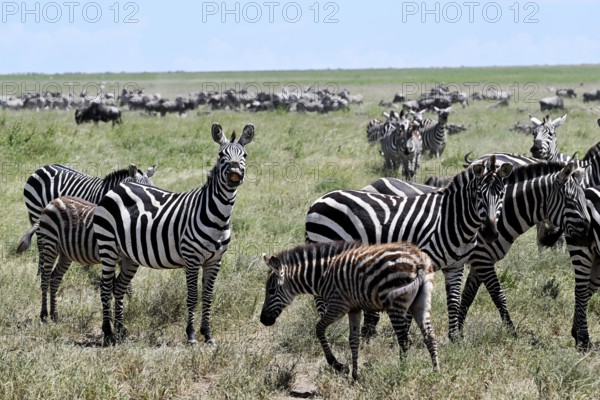 Zebras (Equus burchelli) with blue wildebeests (Connochaetes taurinus), Serengeti National Park,
