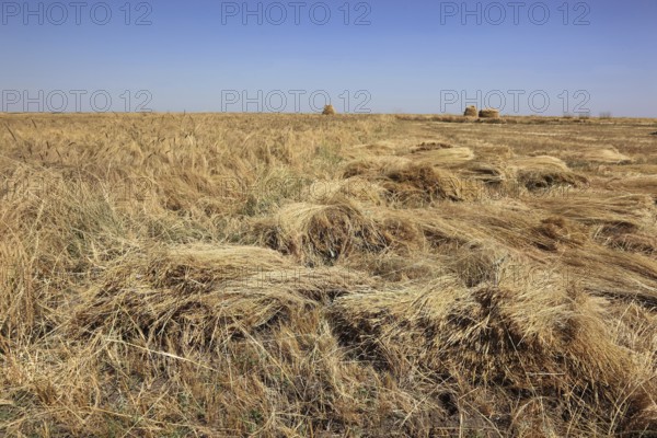 Teff, tef, dwarf millet, Eragrostis tef, seeds are gluten-free and rich in essential fatty acids.
