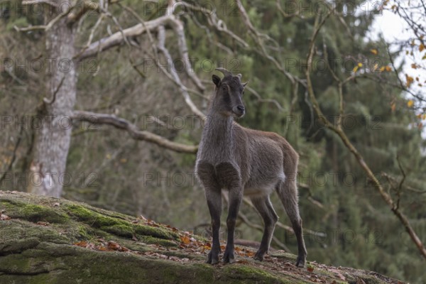 One female Himalayan Tahr (Hemitragus jemlahicus) standing in a forest. Green and yellow forest in