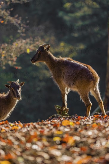 Two female Himalayan tahr (Hemitragus jemlahicus) are backlit in a forest. In the background is a