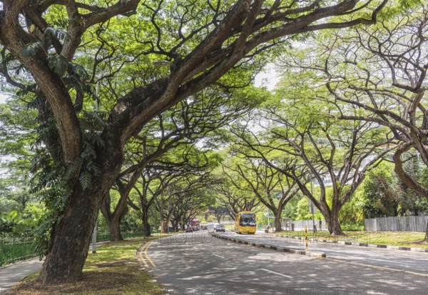 Huge trees on the streets of Singapore