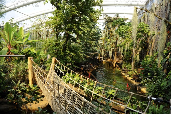 Tropical botanical garden with suspension bridge and lush vegetation. Green plants and trees create