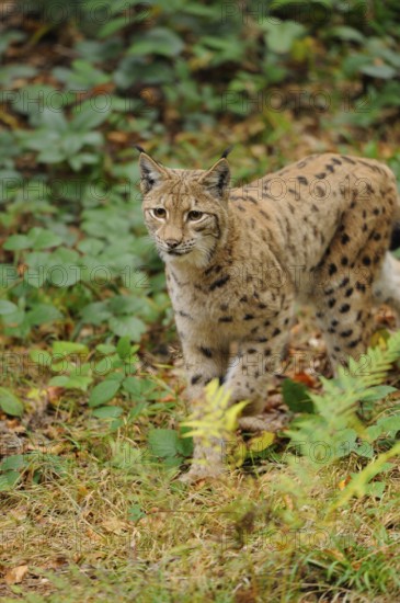 A lynx sneaks through a vegetated forest, keeping a watchful eye on its surroundings, Eurasian lynx