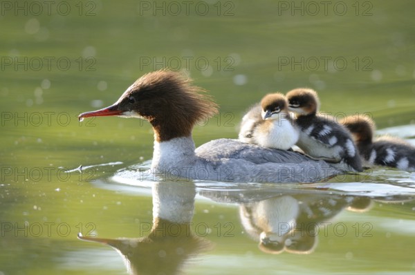 Goosander mother with several chicks on her back on a pond, Goosander (Mergus merganser), Bavaria