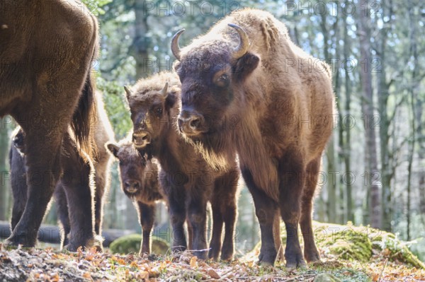 European bison (Bison bonasus) in a forest in spring, Bavarian Forest, Germany, Europe