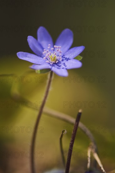 Common hepatica (Anemone hepatica) flowering in a forest, Upper Palatinate, Bavaria, Germany,