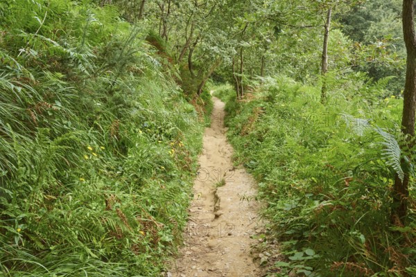 Walking path going through the forest to Donostia San Sebastian at the Camino del Norte, coastal