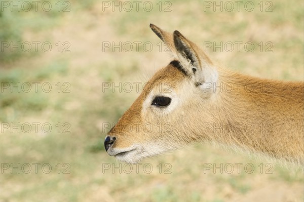 Southern lechwe (Kobus leche) youngster, portrait, captive, distribution Africa