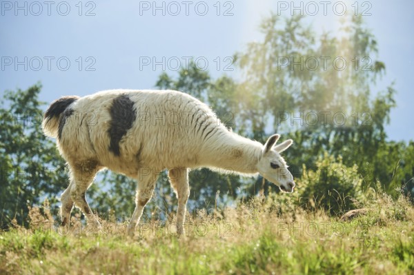 Llama (Lama glama) standing on a meadow in the mountains in tirol, Kitzbühel, Wildpark Aurach,