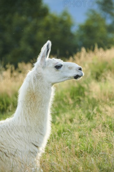 Llama (Lama glama) on a meadow, portrait, Tirol, Kitzbühel, Wildpark Aurach, Austria, Europe