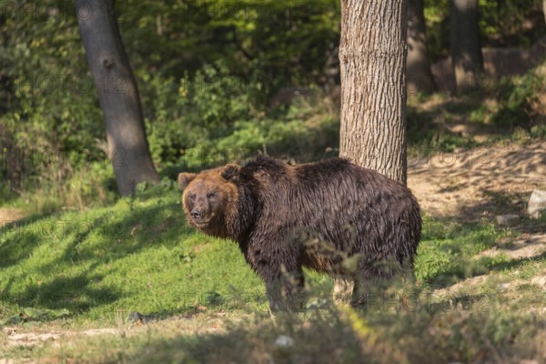 One Kamchatka brown bear (Ursus arctos piscator), standing in a forest looking back. Some green