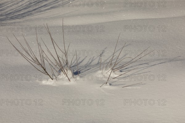 Twig of a young willow tree emerging out of the snow. Isar valley in winter at temperatures of