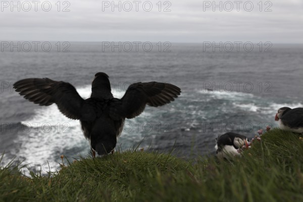Atlantic Puffin, Common Puffin. Fratercula arctica, at the cliffs of Latrabjarg, Iceland, Europe