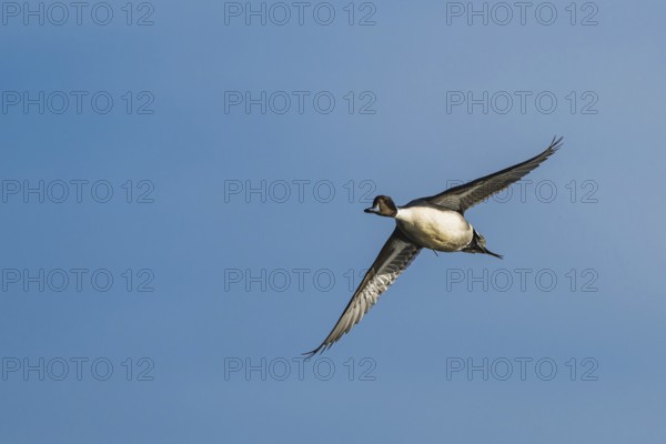 Northern Pintail, Anas acuta, male in flight over winter marshes