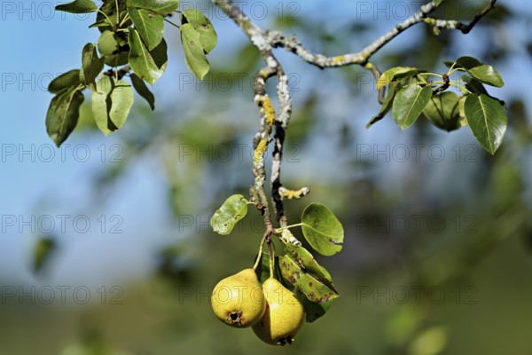 Two ripe cultivated pears (Pyrus communis) hanging on a branch, Switzerland, Europe