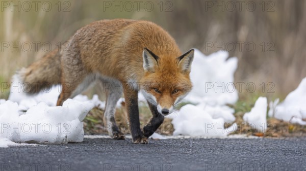 Red fox (Vulpes vulpes), hunting, winter fur, fallen game, looking for food on the road, winter