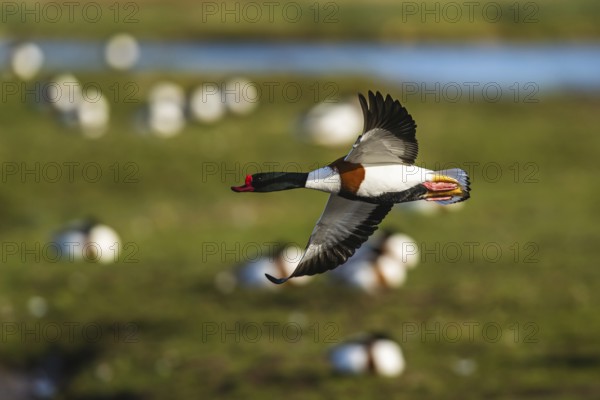 Common Shelduck, Tadorna tadorna, bird in flight over winter marshes
