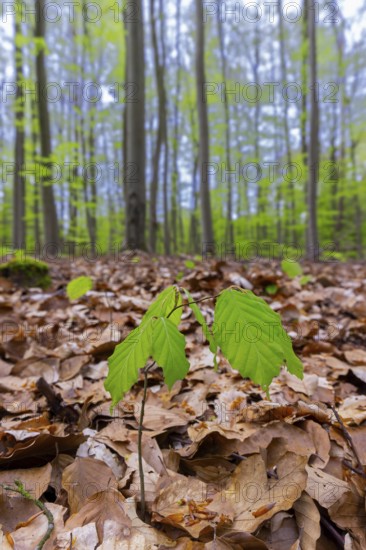 European beech, common beech (Fagus sylvatica) new shoot, seedling emerging from the forest floor