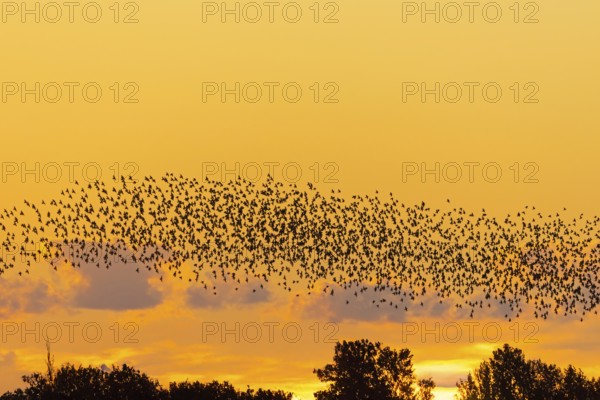 European starling murmuration, large flock of common starlings (Sturnus vulgaris) flying over