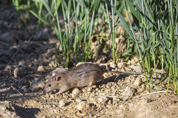 Brown rat, common rat, Norwegian rat, Norway rat (Rattus norvegicus) foraging in field in summer