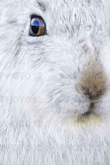 Close-up of mountain hare, snow hare (Lepus timidus) in white winter pelage resting in the hills in