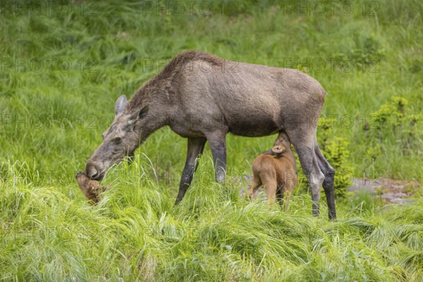 Two baby moose or elk. One of them getting suckled by their mother, Alces alces, (19 days old, born