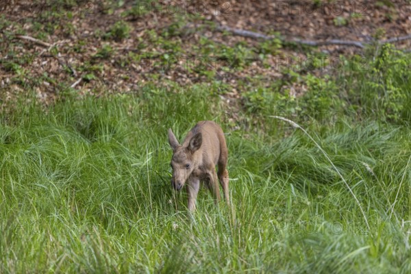 One baby moose or elk, Alces alces, (19 days old, born May 8, 2020). standing on a meadow at a