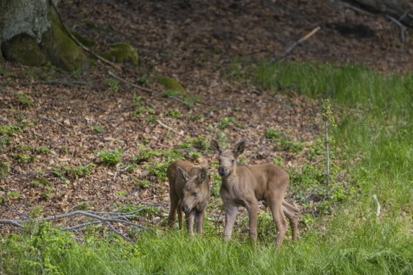 Two baby moose or elk, Alces alces, (19 days old, born May 8, 2020). Playing at a forest edge