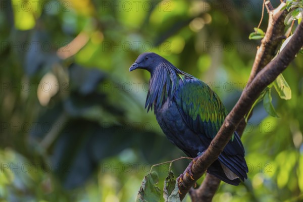 Nicobar Pigeon, Caloenas nicobarica, Nicobar Islands sits on a twig in a forest