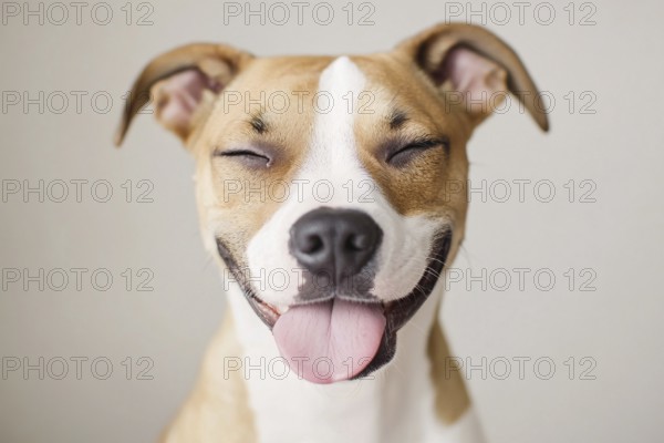 Face of dog with closed eyes sticking out tongue on gray background. Generative Ai, AI generated